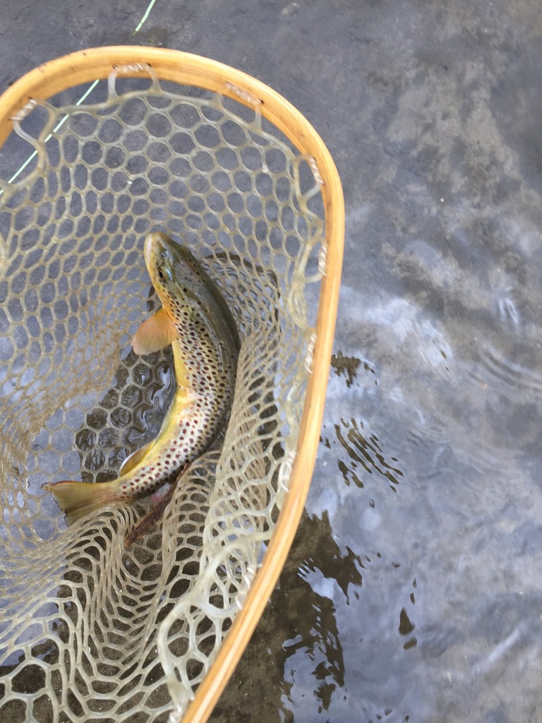 Yes, There Are Real Trout Streams in Illinois Fishing with Fiberglass